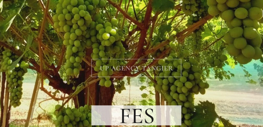 Domaine agricole de luxe dans la région de Fès, Maroc