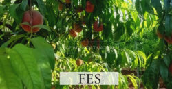 Domaine agricole de luxe dans la région de Fès, Maroc