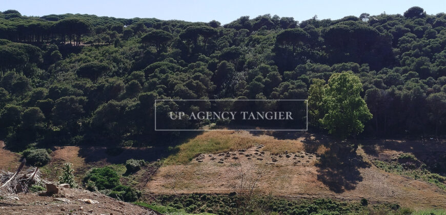 Beautiful building plot in Tangier, Boubana Forest