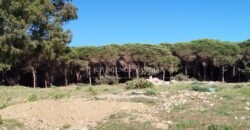 Beautiful building plot in Tangier, Boubana Forest